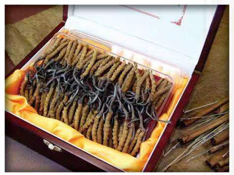 南涧冬虫夏草回收